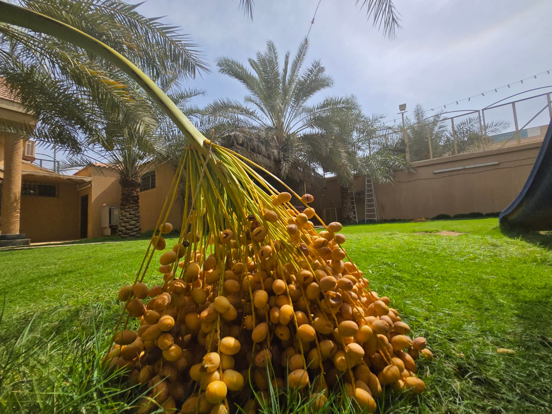 نخل مثمر داخل حوش النساء